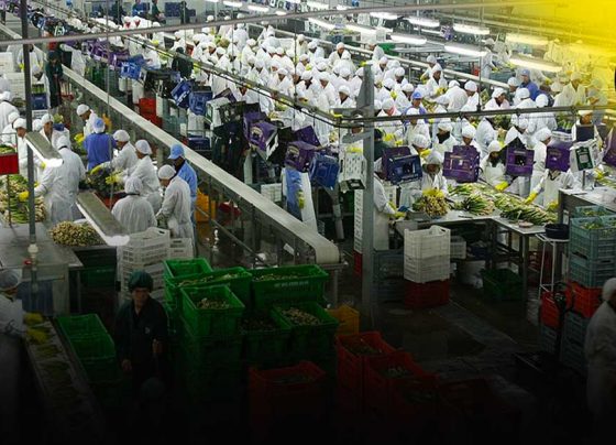 Agroexportaciones peruanas sumaron US$ 6 113 millones
