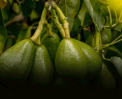 Perú se consolida como el principal proveedor de palta en China por cuarto año consecutivo