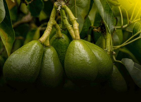 Perú se consolida como el principal proveedor de palta en China por cuarto año consecutivo