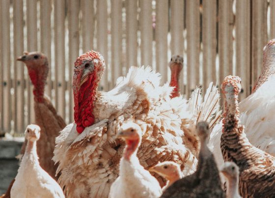 La venta de pavos por campaña navideña bajará un 7.4% / Foto: Pexels