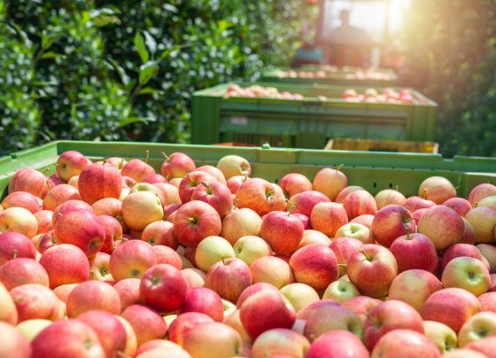 Al menos cinco regiones del Perú registrarán un nuevo récord de exportaciones