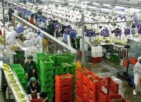 Las exportaciones agrícolas registran un avance / Foro: archivo Andina