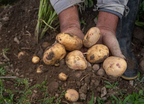 Producción de papa e importación de arroz aumentaron