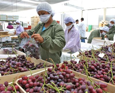 Perú se ha convertido en un importante exportador de frutas frescas / Foto: archivo Andina