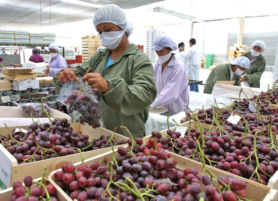 Perú se ha convertido en un importante exportador de frutas frescas / Foto: archivo Andina