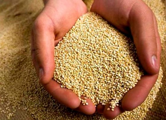 Perú fue el principal exportador mundial de quinua en el 2023