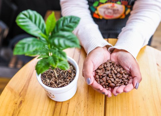 Día del Café Peruano