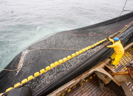 Perú es el cuarto productor pesquero más grande en el mundo