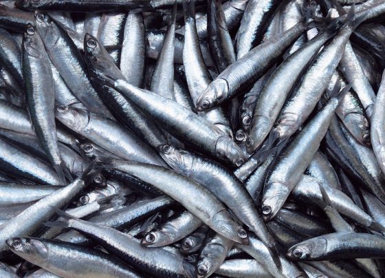 Zona norte del país lidera crecimiento económico gracias a pesca de anchoveta