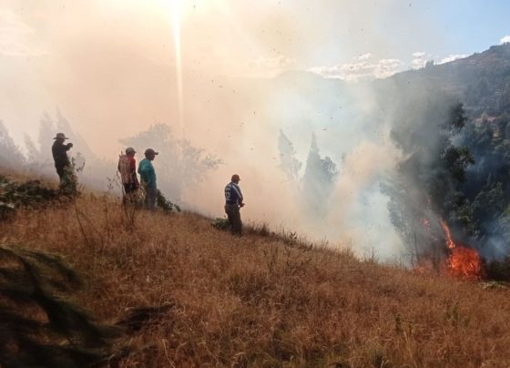 Lanzan campaña de donación para salvar la biodiversidad de la Amazonía tras incendios forestales