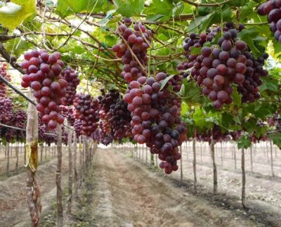 Gobierno logra reiniciar las exportaciones de uva de mesa a Ecuador