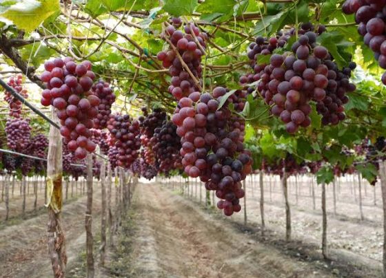 Gobierno logra reiniciar las exportaciones de uva de mesa a Ecuador
