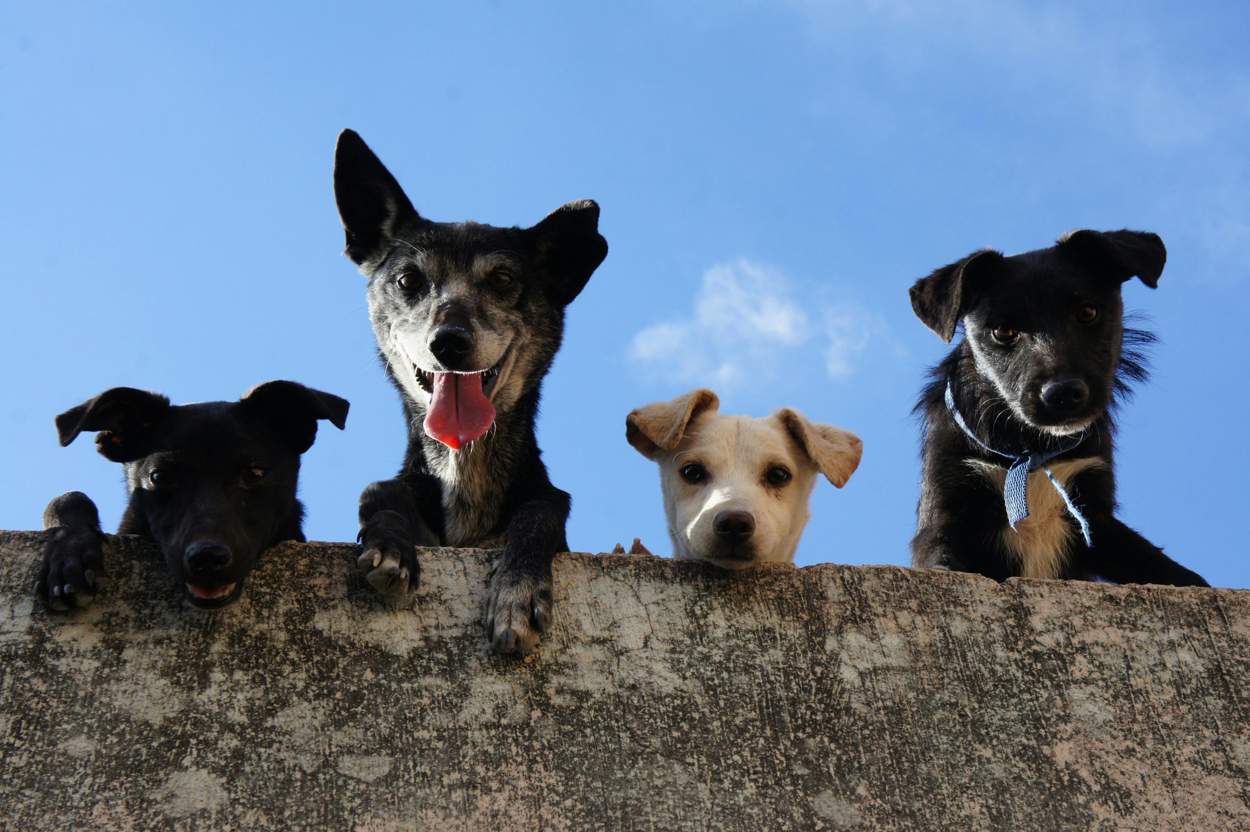 Importación de alimentos para perros y gatos