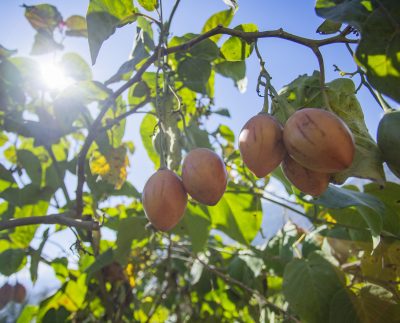 Exportación de productos agrícolas orgánicos crecieron el 2024