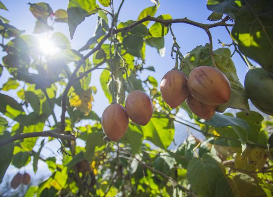 Exportación de productos agrícolas orgánicos crecieron el 2024