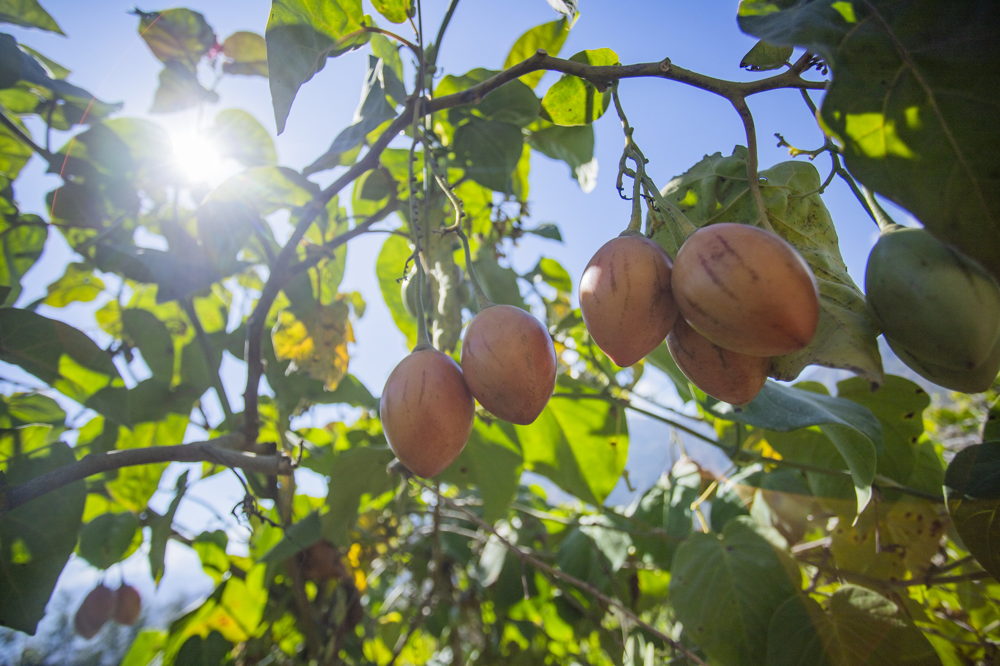 Exportación de productos agrícolas orgánicos crecieron el 2024