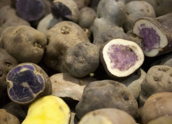 Perú logra el acceso para la exportación de papa al mercado brasileño