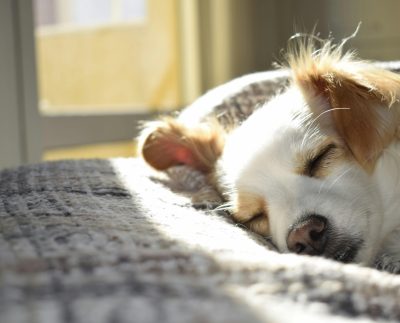 Espacios pet friendly son factor decisivo al elegir una vivienda