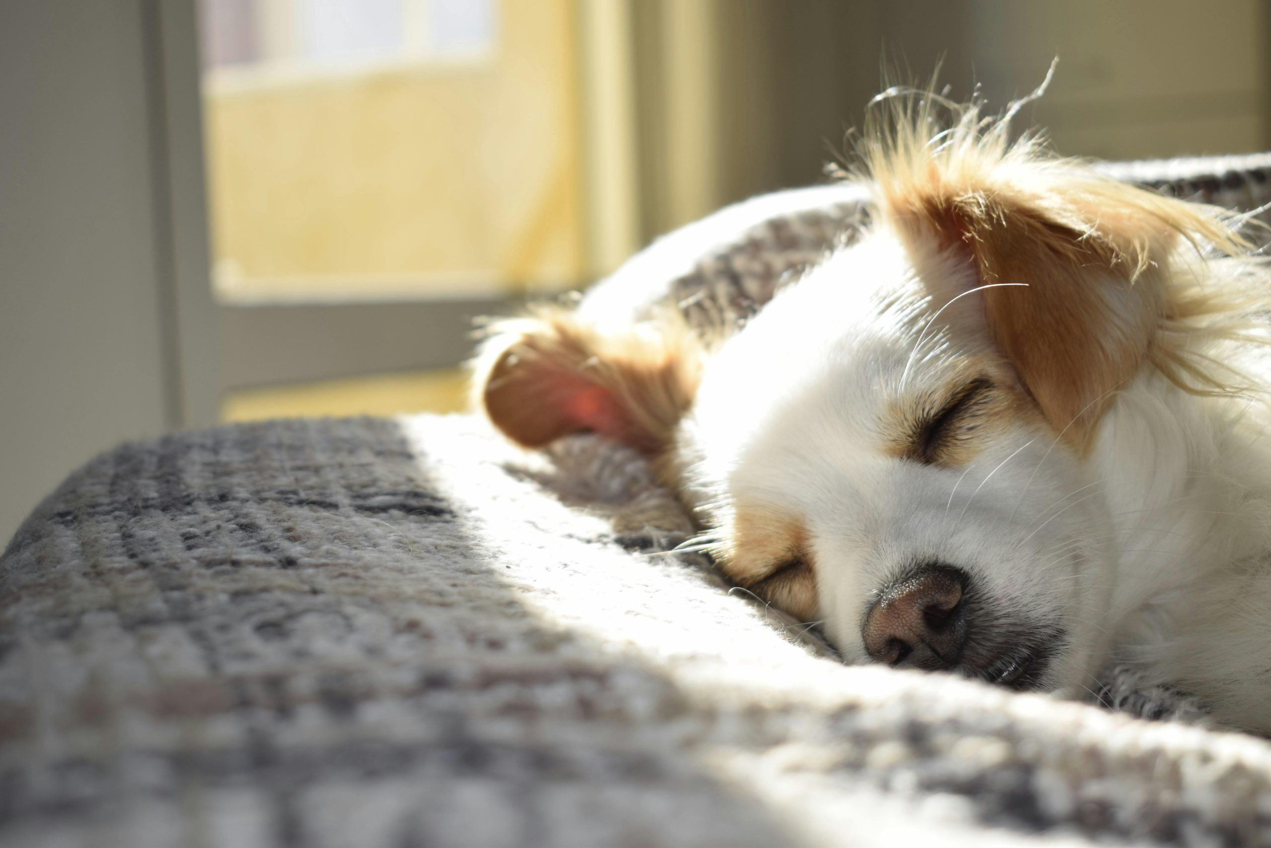 Espacios pet friendly son factor decisivo al elegir una vivienda