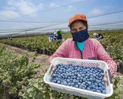 Perú registra un crecimiento de 23.6% en ventas por agroexportaciones en comparación al 2024