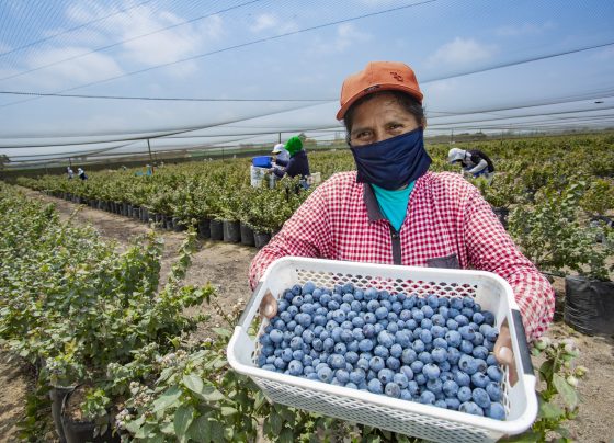 Perú registra un crecimiento de 23.6% en ventas por agroexportaciones en comparación al 2024