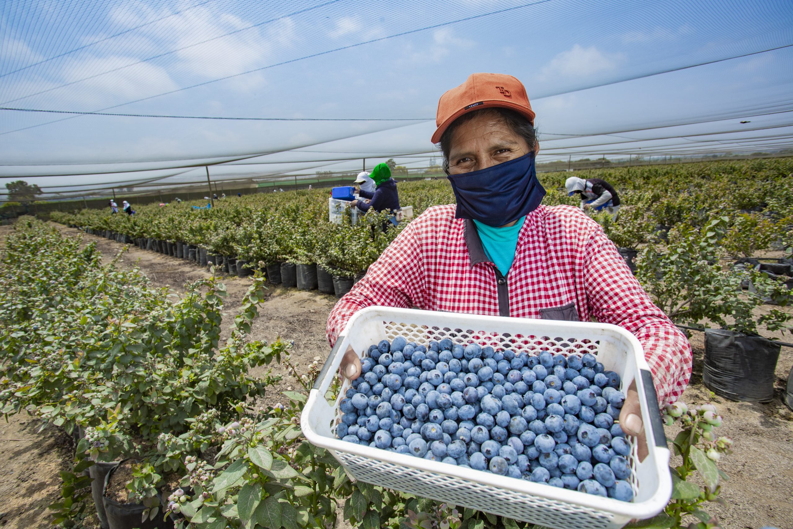 Perú registra un crecimiento de 23.6% en ventas por agroexportaciones en comparación al 2024
