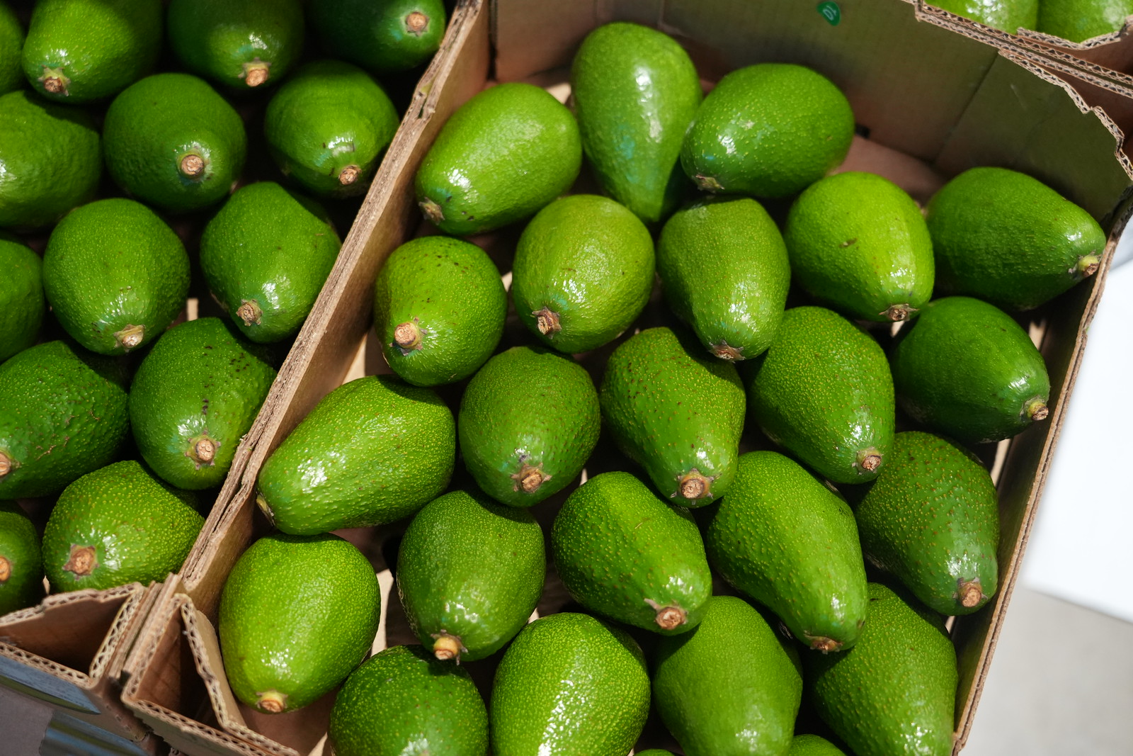 Agroexportaciones peruanas alcanzarían récord histórico de US$ 15,000 millones el 2025