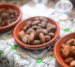Perú es el octavo exportador mundial de cacao en grano