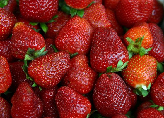 Perú apunta a convertirse en el 4° proveedor mundial de fresas congeladas
