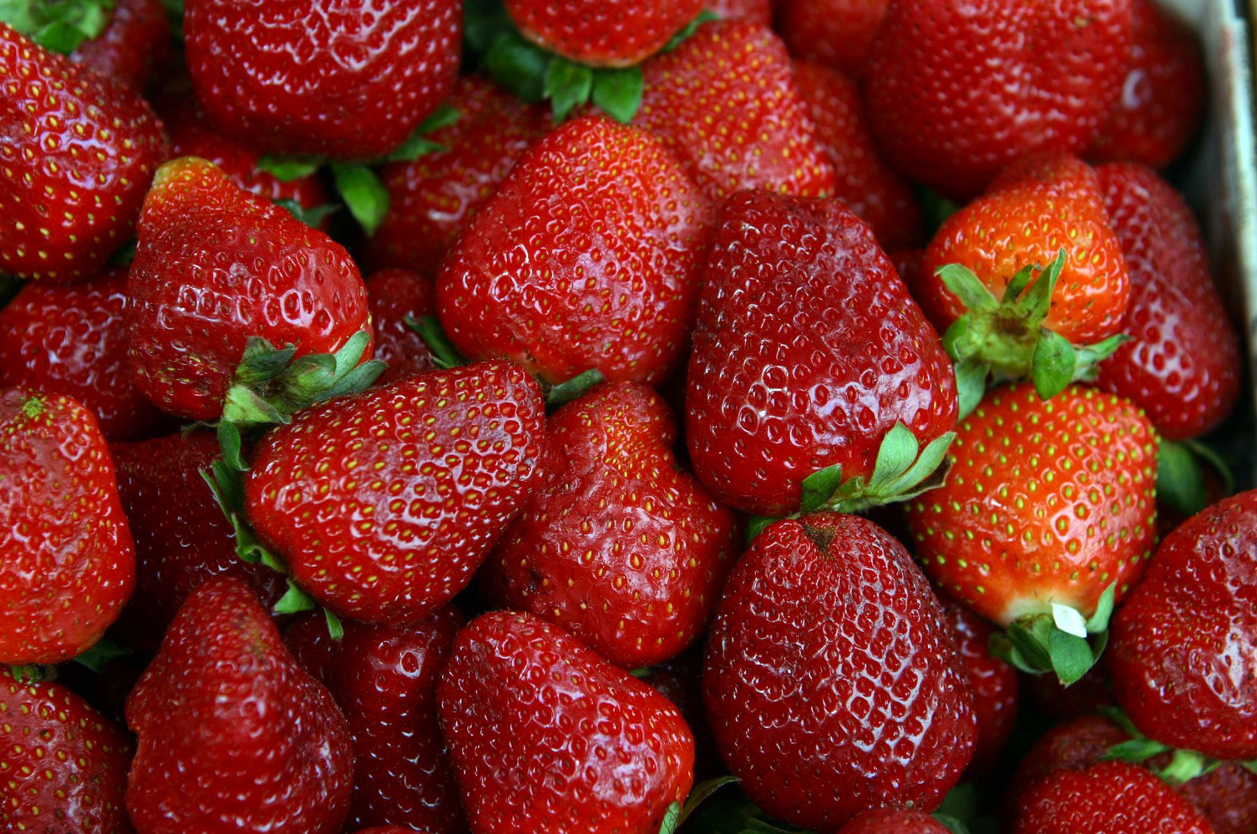 Perú apunta a convertirse en el 4° proveedor mundial de fresas congeladas