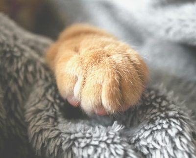 Indecopi sanciona a clínica veterinaria por afectar la salud de una mascota y no emitir comprobantes de pago