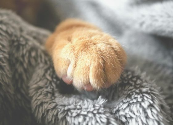Indecopi sanciona a clínica veterinaria por afectar la salud de una mascota y no emitir comprobantes de pago