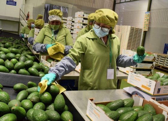Ventas por agroexportaciones superaron los US$ 8,100 millones hasta agosto de 2025