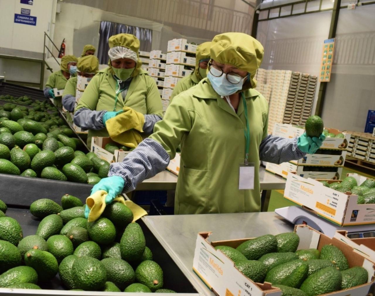 Ventas por agroexportaciones superaron los US$ 8,100 millones hasta agosto de 2025