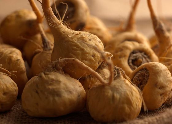 Argentina incluye a la maca en su Código Alimentario