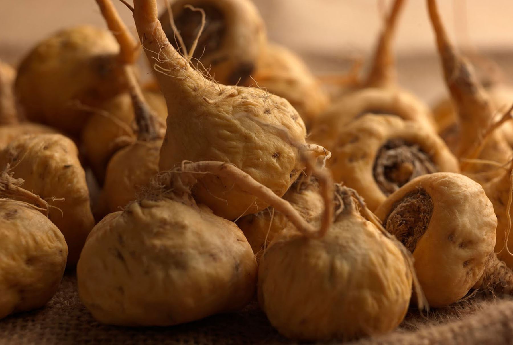 Argentina incluye a la maca en su Código Alimentario