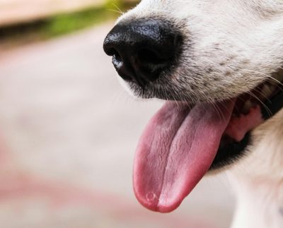 Indecopi sanciona a Nestlé Perú por inducir a error a consumidores con el etiquetado de 28 alimentos para mascotas