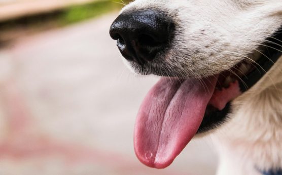 Indecopi sanciona a Nestlé Perú por inducir a error a consumidores con el etiquetado de 28 alimentos para mascotas