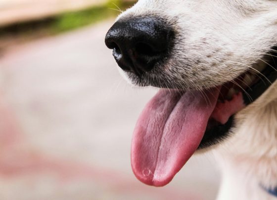 Indecopi sanciona a Nestlé Perú por inducir a error a consumidores con el etiquetado de 28 alimentos para mascotas