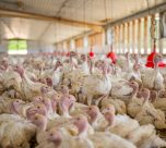 Oferta comercial de pavos superará los 2 millones en fiestas de Navidad y Año Nuevo 2026