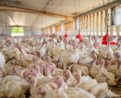Oferta comercial de pavos superará los 2 millones en fiestas de Navidad y Año Nuevo 2026