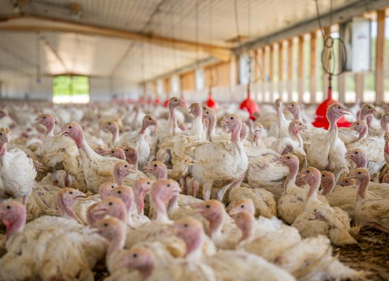 Oferta comercial de pavos superará los 2 millones en fiestas de Navidad y Año Nuevo 2026