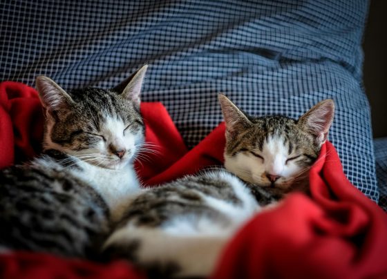Más de 8 mil mascotas peruanas viajaron al exterior en 2025: ¿cuáles son los requisitos?
