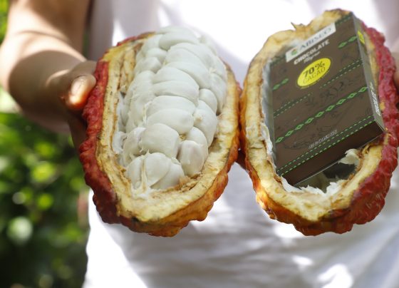 Exportaciones peruanas de cacao y derivados registraron récord histórico en el 2025