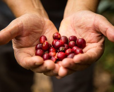 ¿Perú está por alcanzar a Chile en agroexportaciones? La brecha ya es mínima