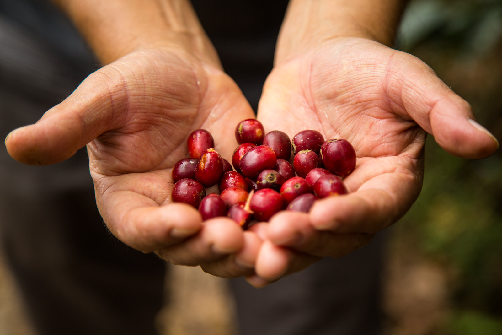 ¿Perú está por alcanzar a Chile en agroexportaciones? La brecha ya es mínima
