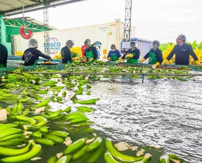 Perú realiza histórico primer envío de banano a China desde Lambayeque