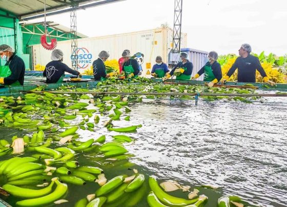 Perú realiza histórico primer envío de banano a China desde Lambayeque