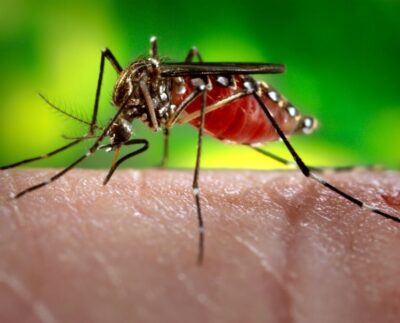 Dengue en Perú: la importancia de la vacunación ante el impacto de El Niño y las lluvias intensas