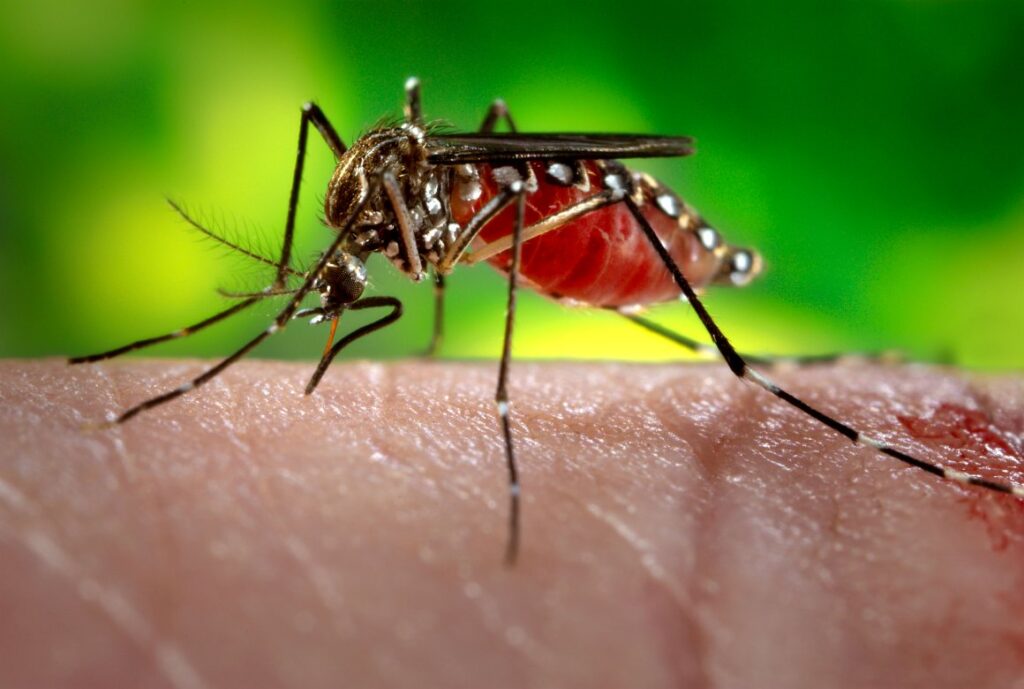 Dengue en Perú: la importancia de la vacunación ante el impacto de El Niño y las lluvias intensas